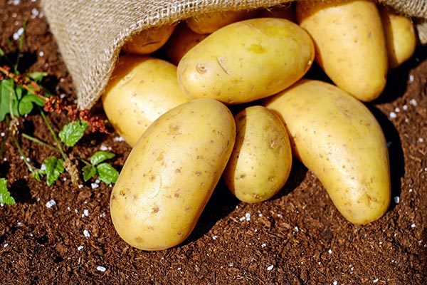 Bochumer Cilena Kartoffeln
